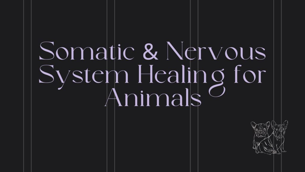 Somatic & Nervous System Healing for Animals Workshop (Tyler Gines) A powerful experience where you'll learn how your animal's behavior, stress, and health connect to their nervous system, and yours. Discover what your animal is really communicating, support their emotional regulation, and strengthen your bond on a deeper, energetic level.